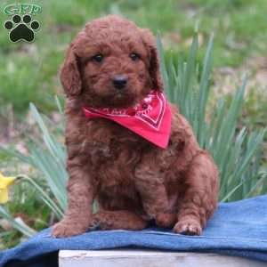 Cedar, Mini Labradoodle Puppy